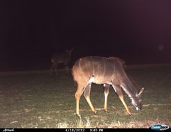 Image of Greater Kudu