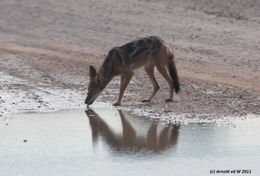 Image of Black-backed Jackal