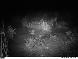 Image of Black-backed Jackal