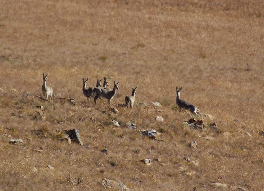 Image of Grey Rhebok