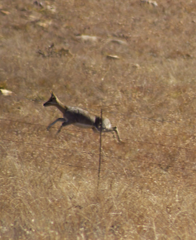 Image of Mountain Reedbuck