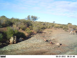 Image of Black-backed Jackal