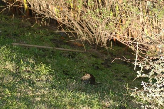 Image of Southern African Vlei Rat