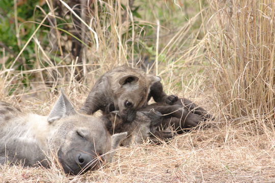 Image of Spotted Hyaenas