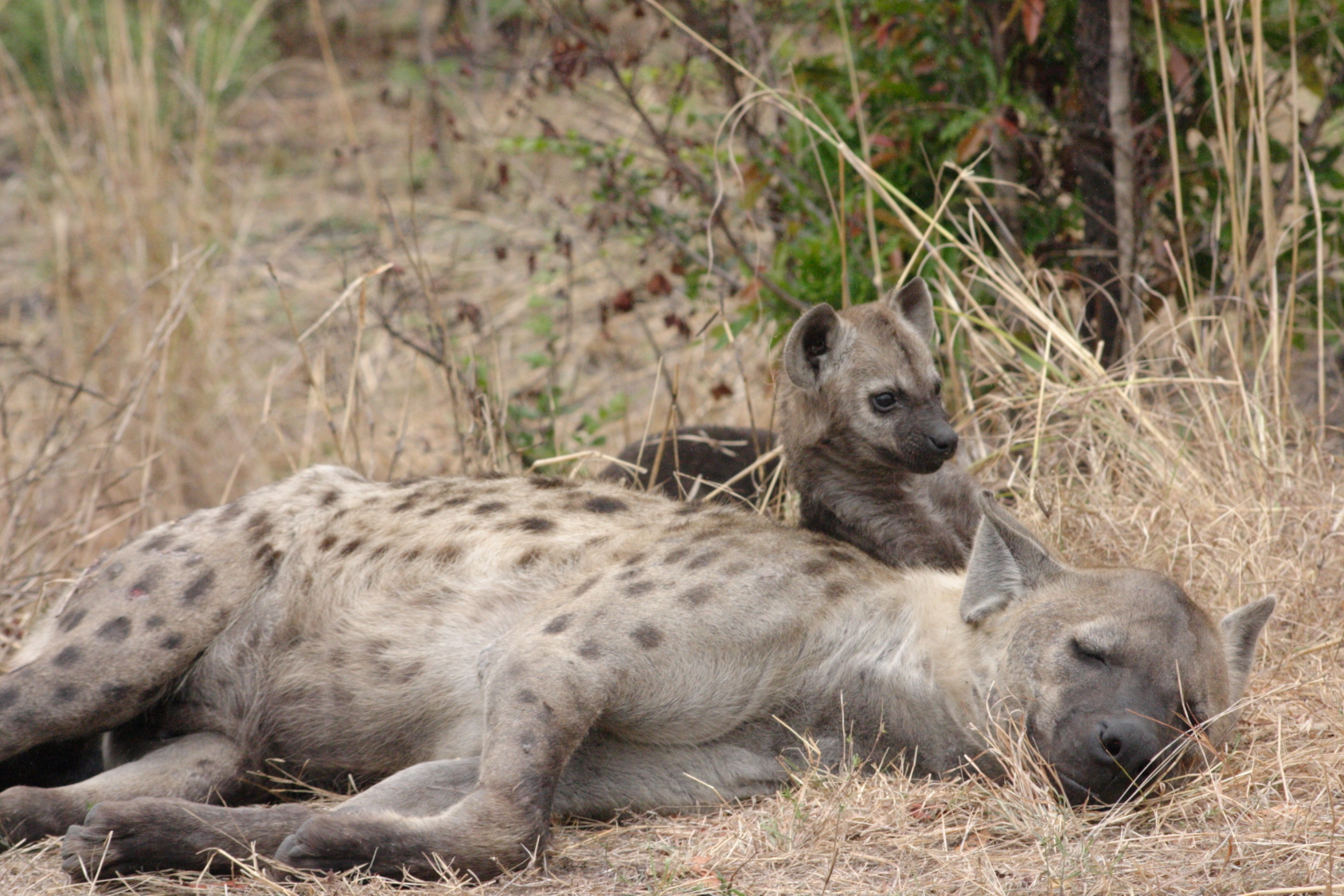 Image of Spotted Hyaenas