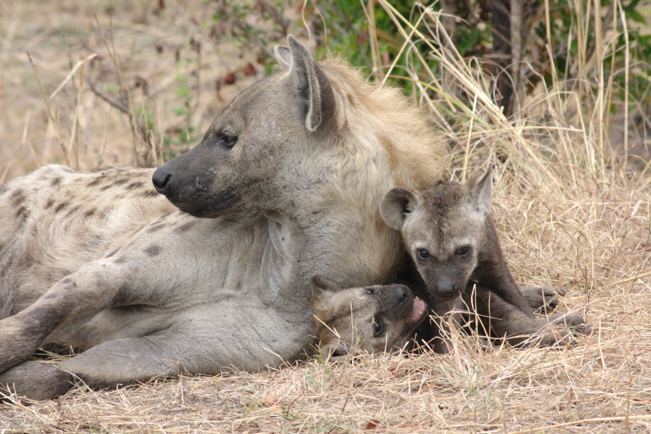 Image of Spotted Hyaenas