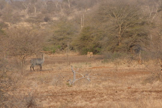 Image of Ellipsen Waterbuck