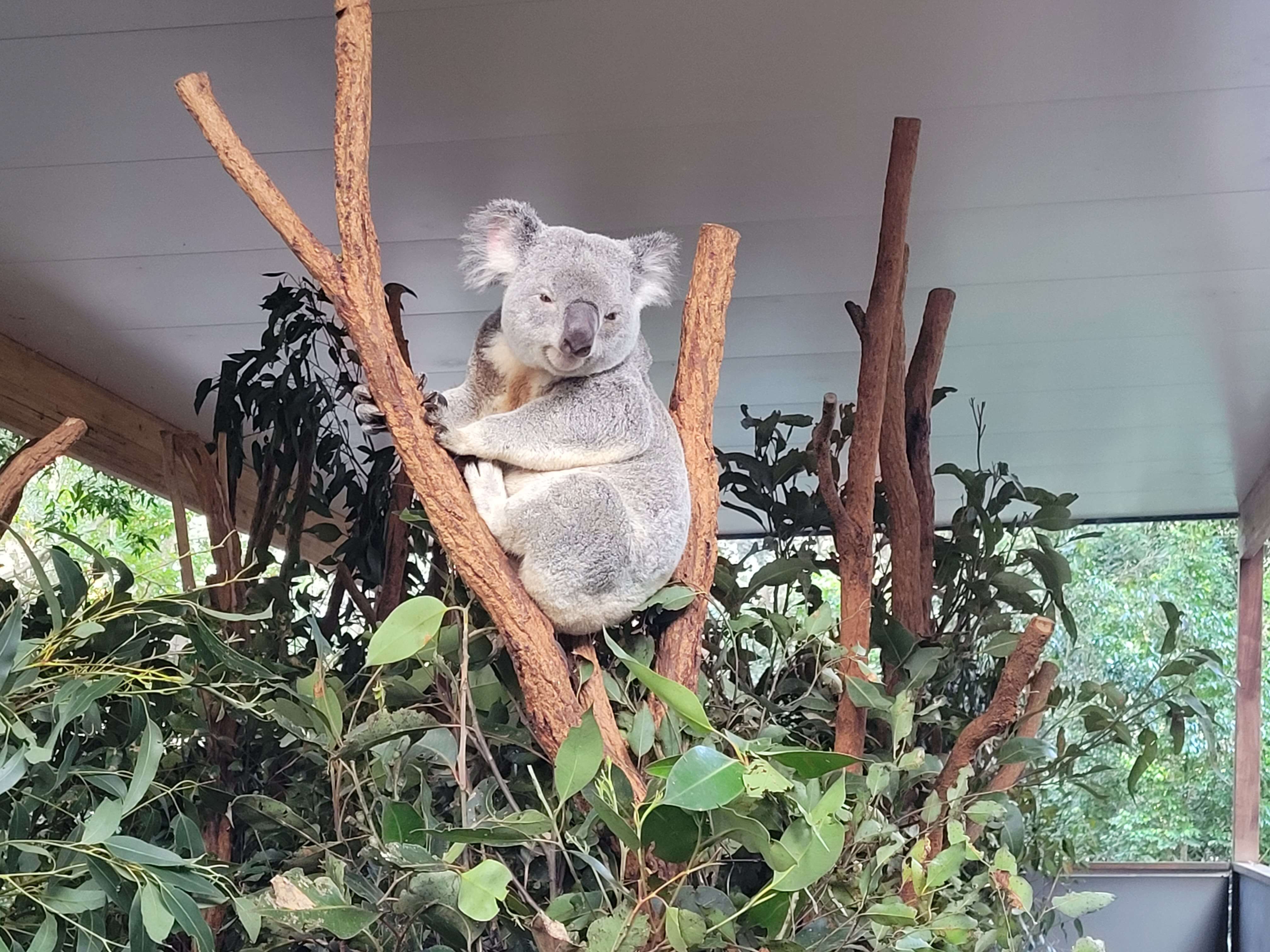 Image of koalas