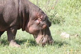 Image of Common Hippopotamus