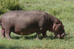 Image of Common Hippopotamus