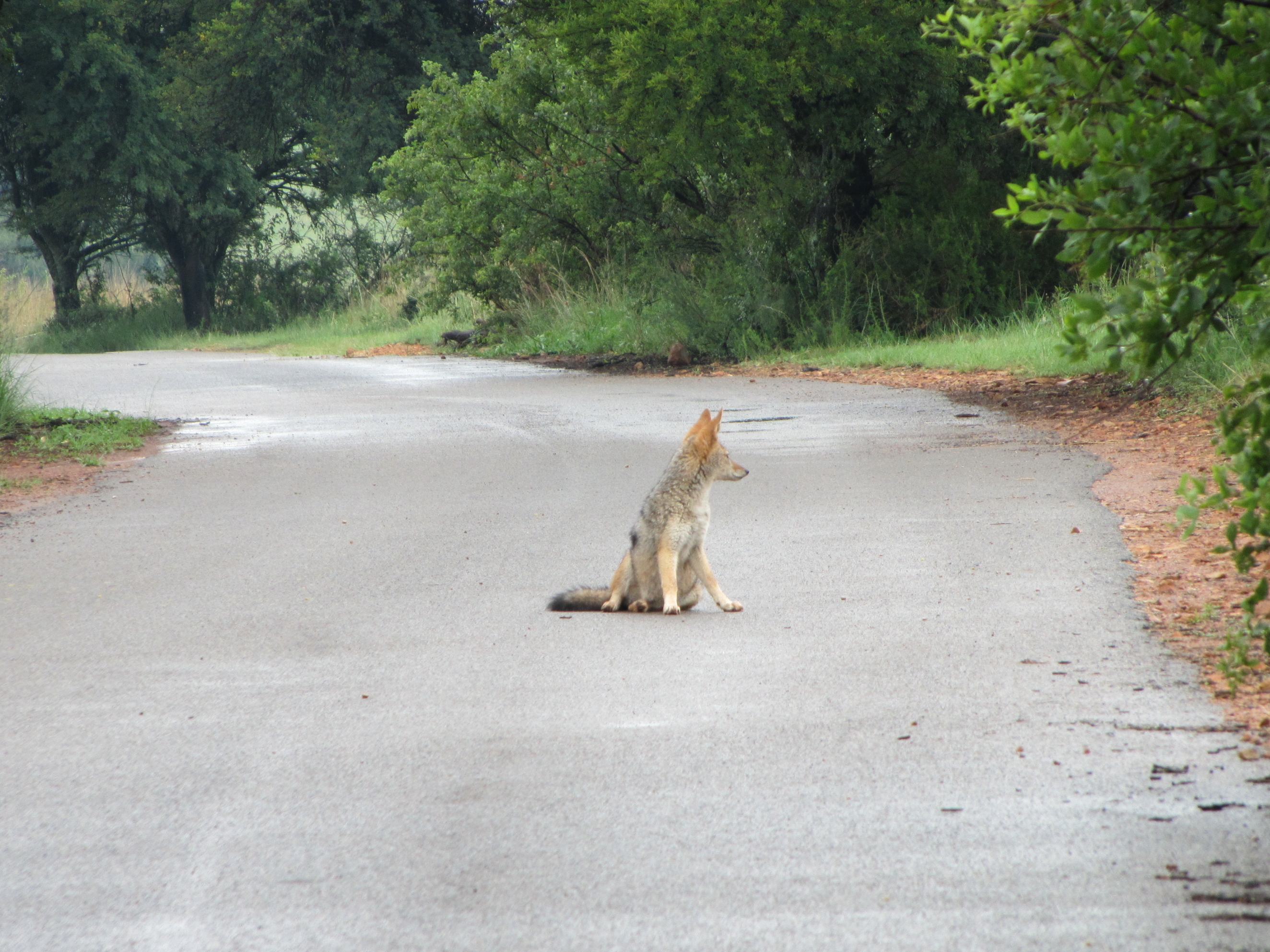 Image of Black-backed Jackal