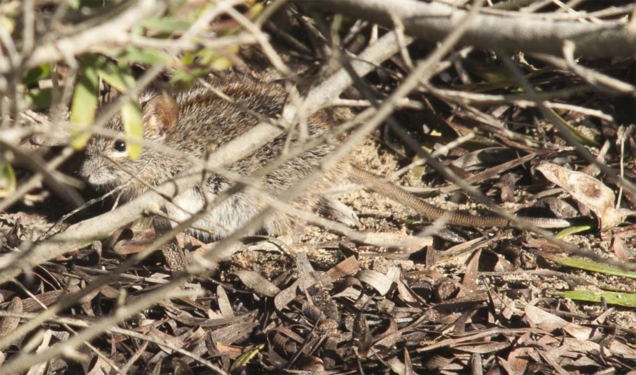 Image of Four-striped Grass Mouse