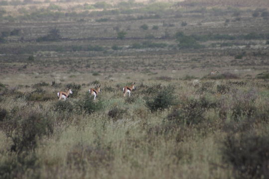 Image of Springbok