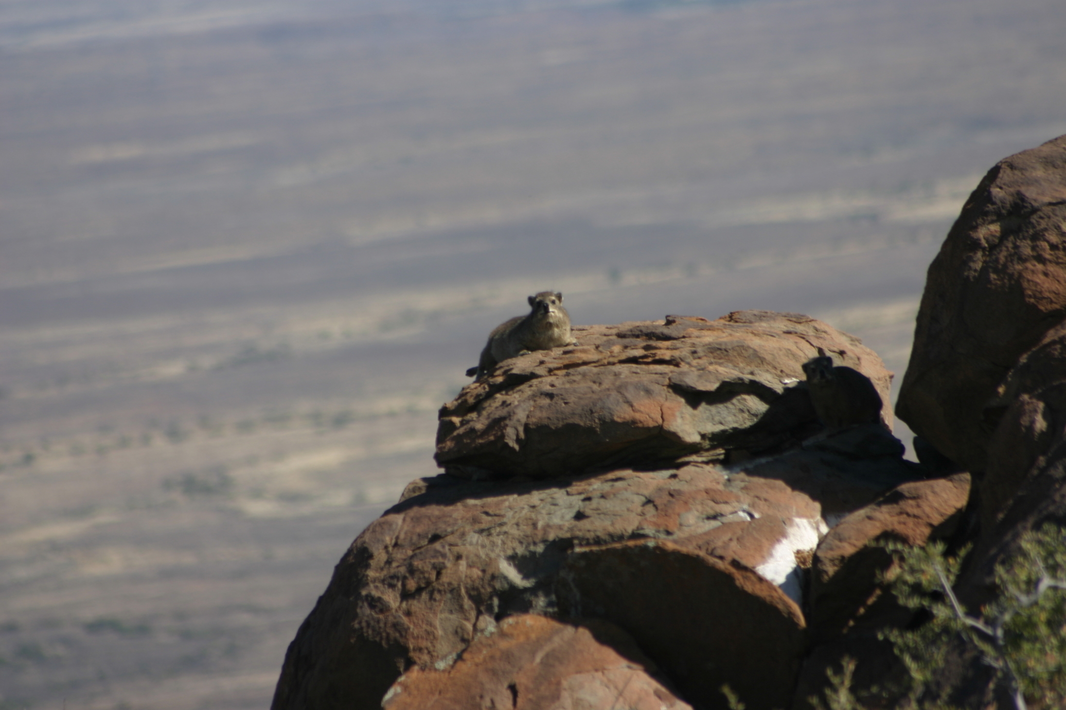 Image of Rock Hyrax