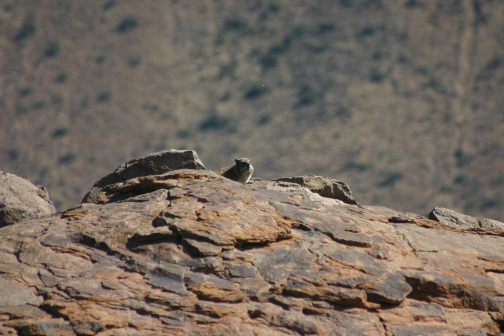 Image of Rock Hyrax