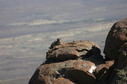 Image of Rock Hyrax