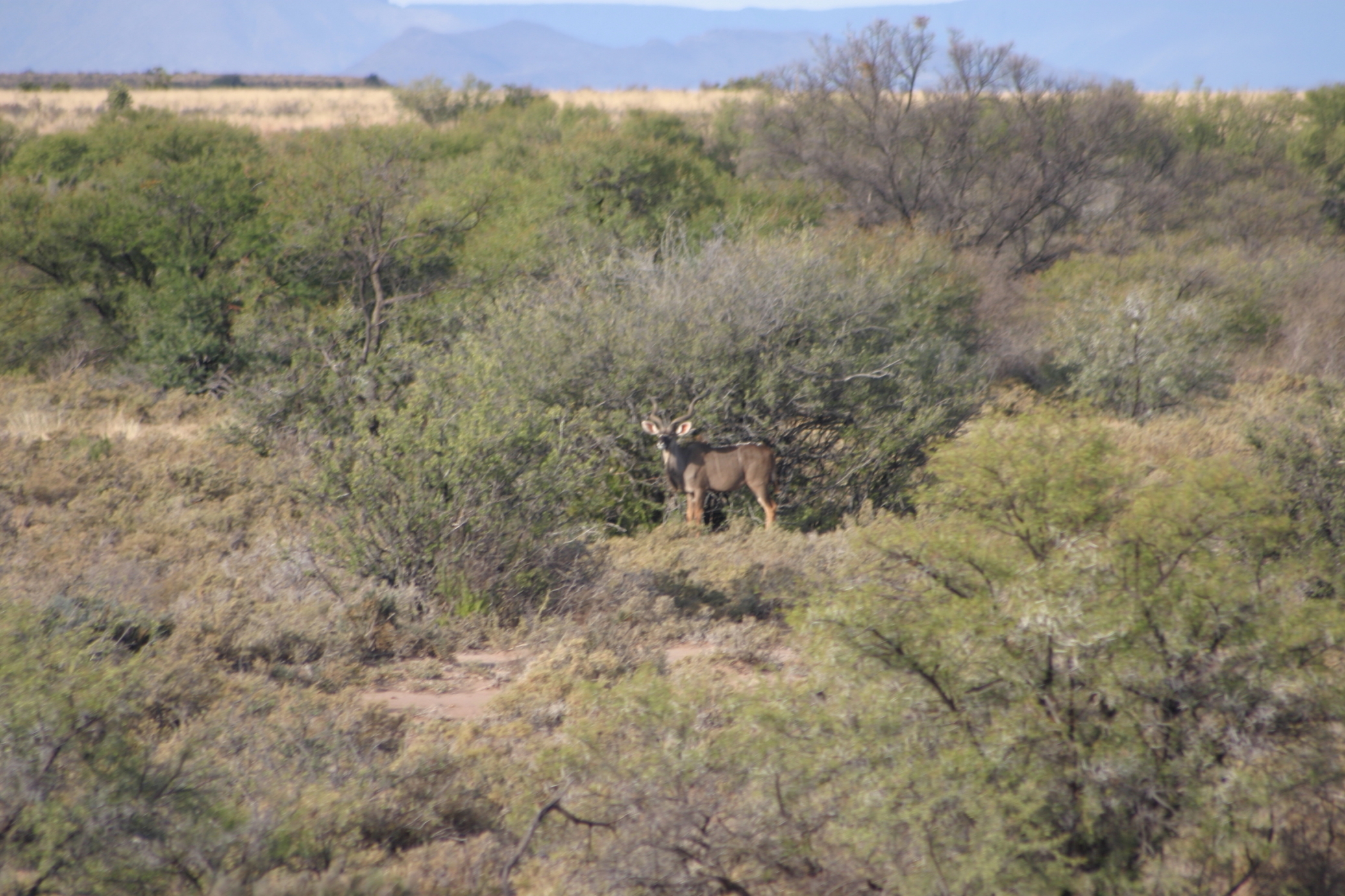 Image of Greater Kudu