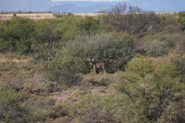 Image of Greater Kudu