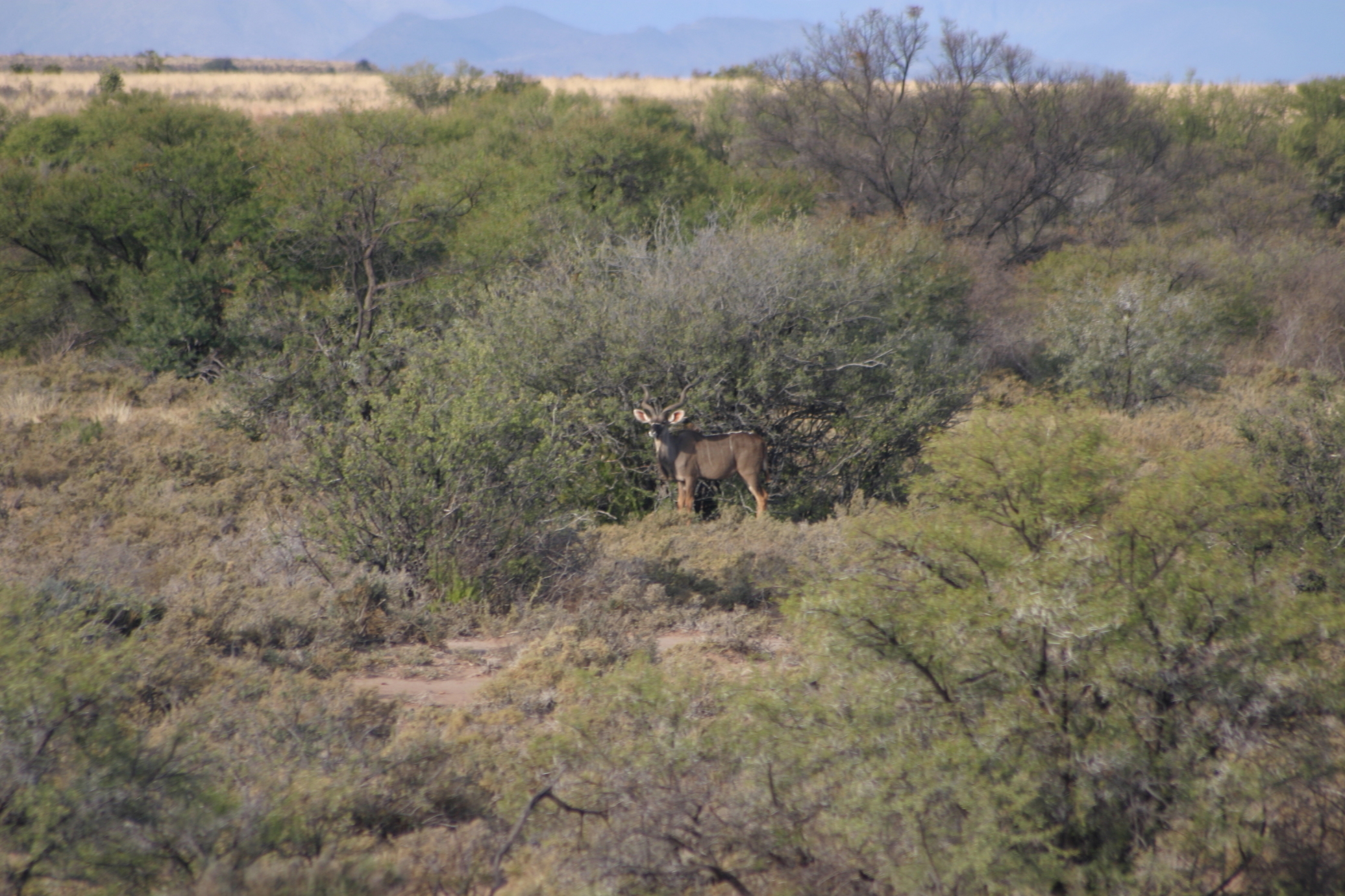 Image of Greater Kudu