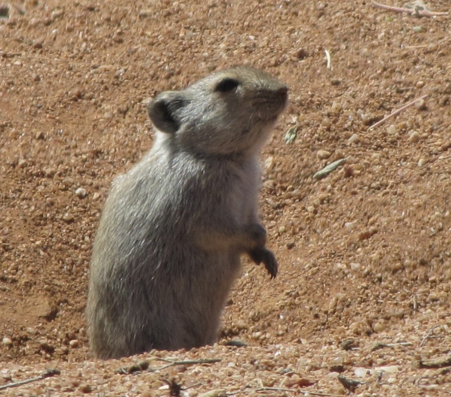 Image of Brants' Whistling Rat