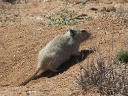 Parotomys brantsii (A. Smith 1834) resmi