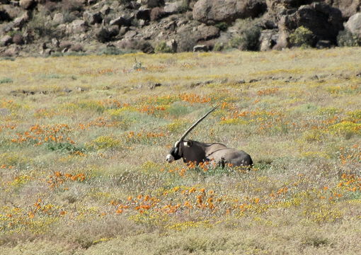 Image of Gemsbok