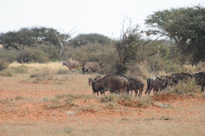 Image of Gemsbok