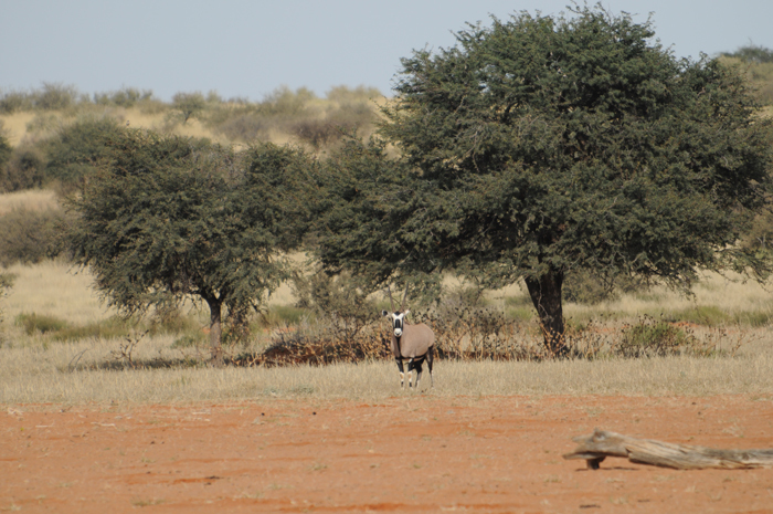 Image of Gemsbok