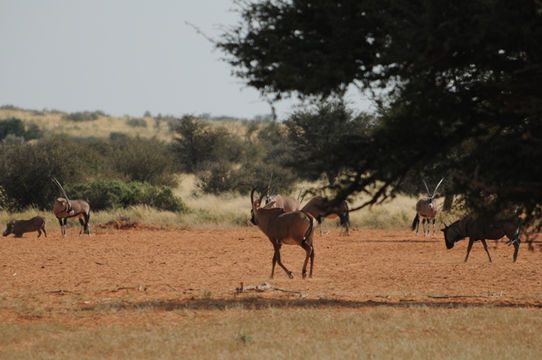 Image of Gemsbok