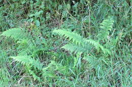 Image of Lady-fern