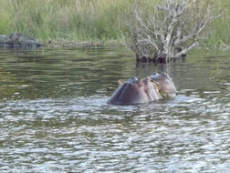 Image of Common Hippopotamus