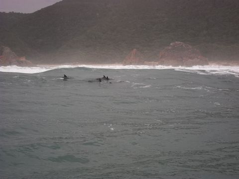 Image of Bottlenose Dolphin