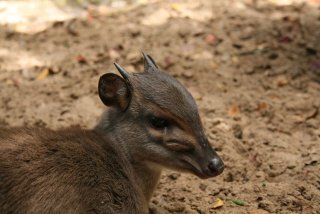 Image of Blue Duiker