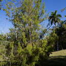 Image de Juniperus saxicola Britton & P. Wilson