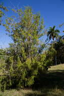 Image of Pico Turquino juniper