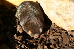 Image of Cape Golden Mole