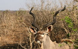 Image of Greater Kudu