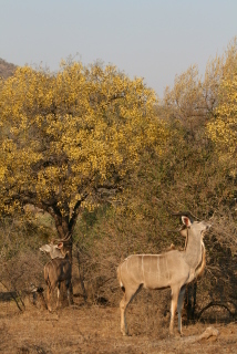 Image of Greater Kudu