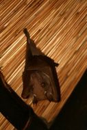 Image of Epauletted Fruit Bats