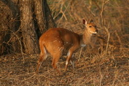 Image of Bushbuck