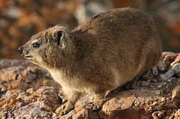 Image of Rock Hyrax