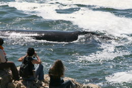 Image of Right whale