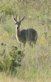 Image of Grey Rhebok