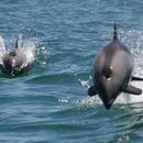 Image of Benguela Dolphin