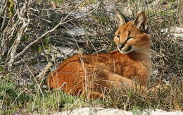 Image of Caracals