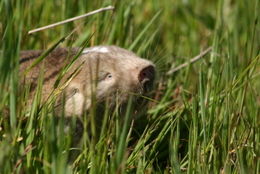 Image of Dune Mole Rats