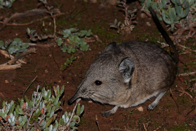 Image of Round-eared Sengi