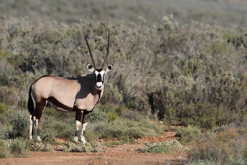 Image of Gemsbok