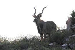 Image of Greater Kudu