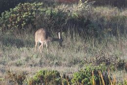 Image of Grey Rhebok